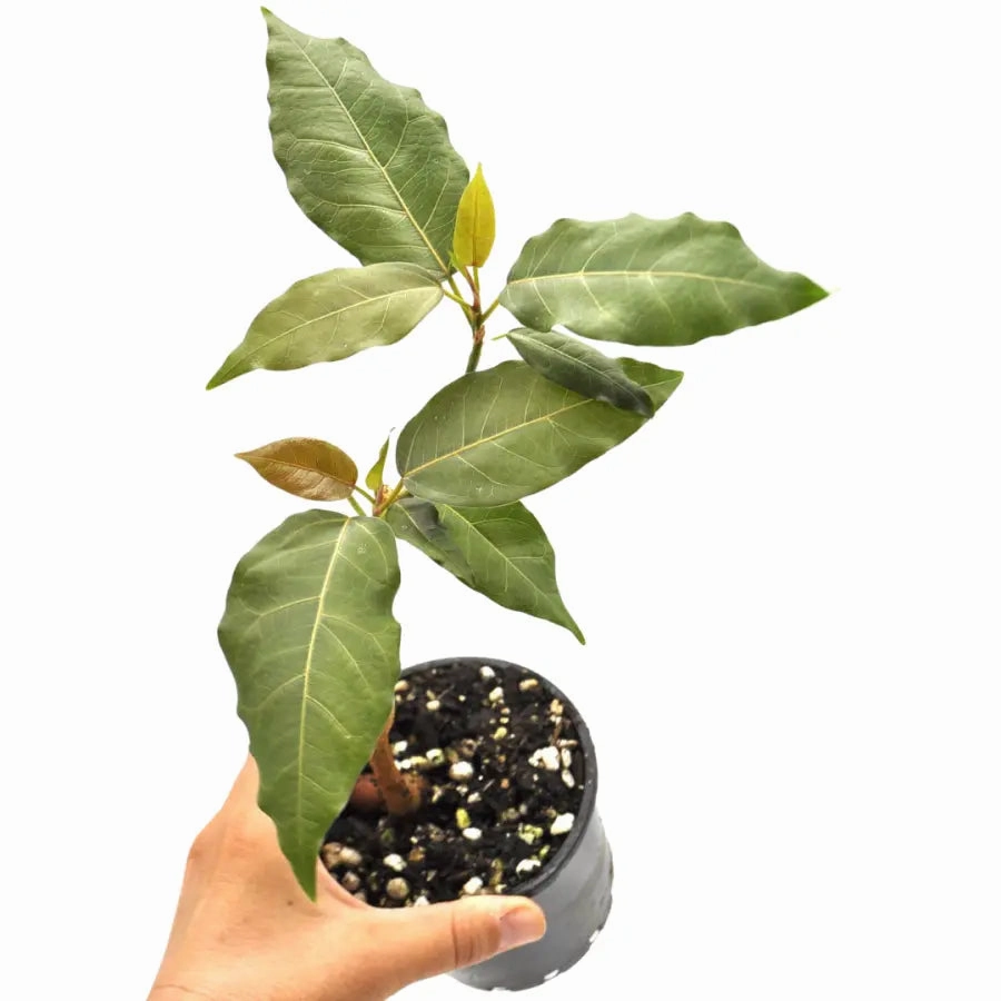 Ficus virens (White Fig)