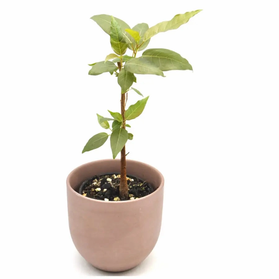 Ficus virens (White Fig)