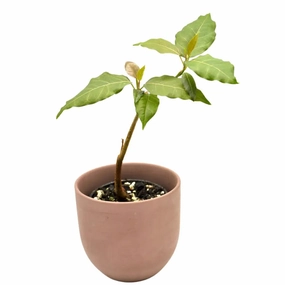 Ficus virens (White Fig) large flower pot  