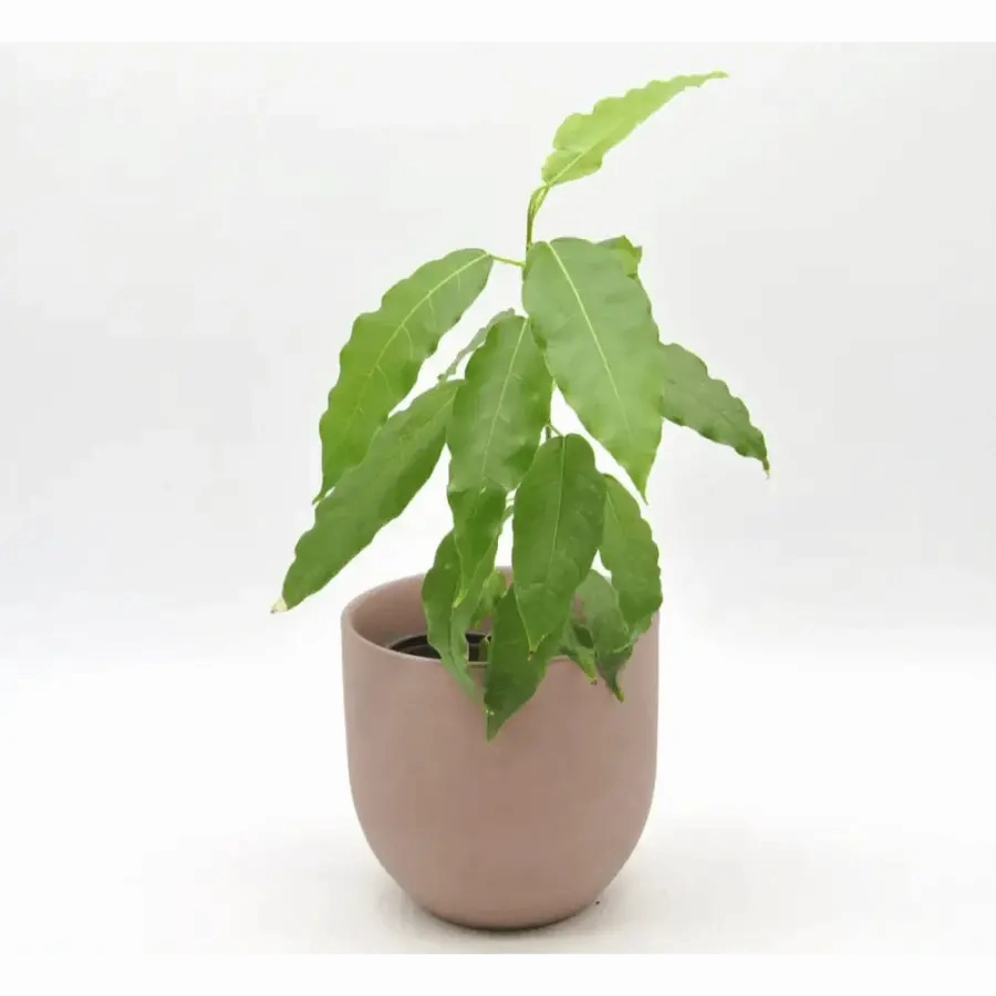 Ficus virens (White Fig)