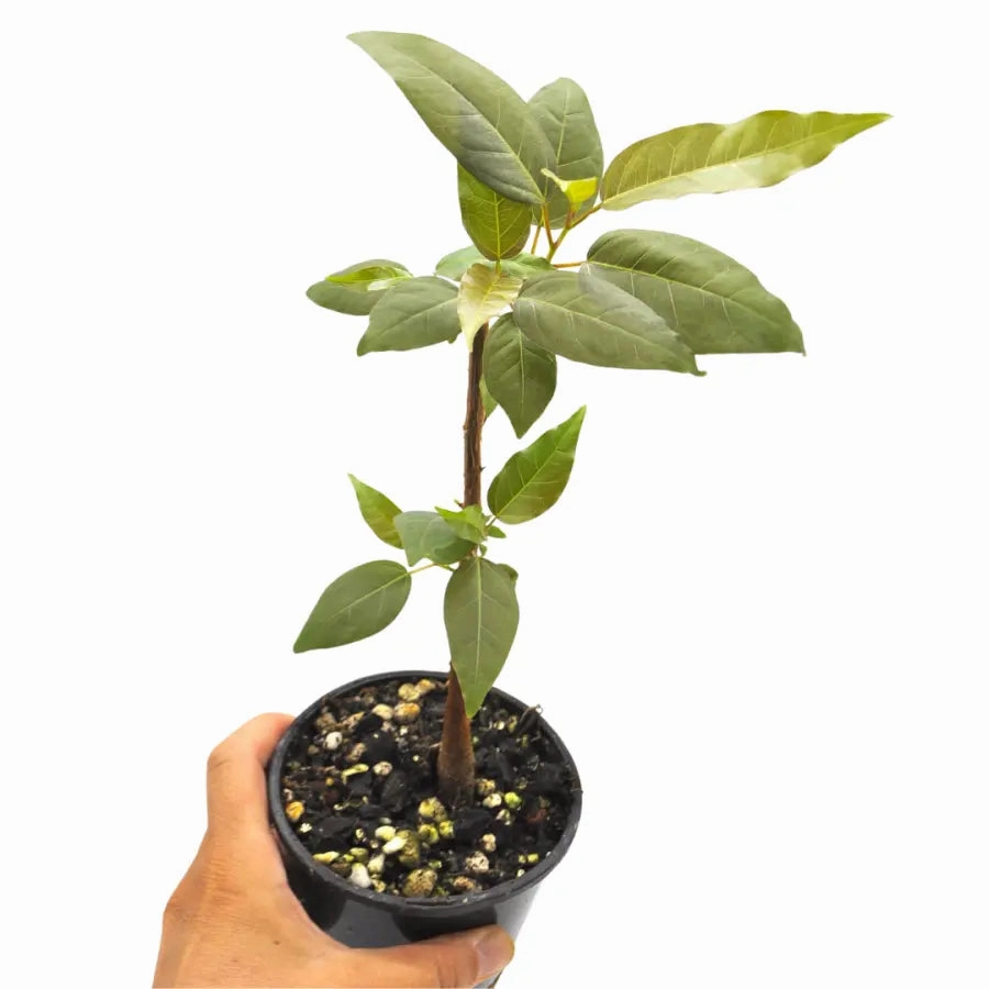 Ficus virens (White Fig)