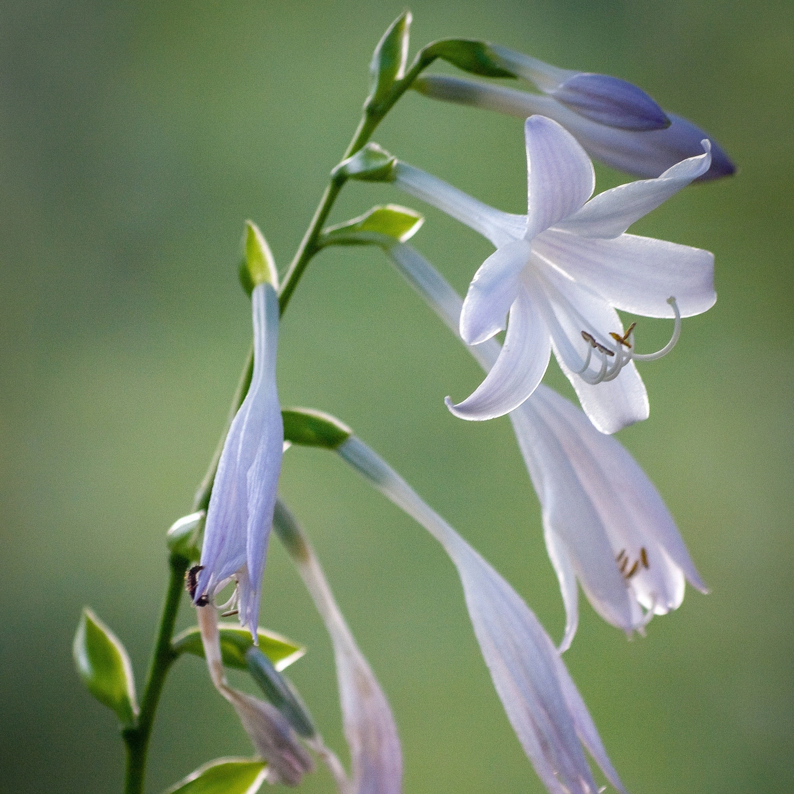 Fire & Ice Hosta | Hosta 'Fire & Ice'