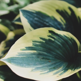 Fire & Ice Hosta | Hosta 'Fire & Ice' single layer plant shelf  