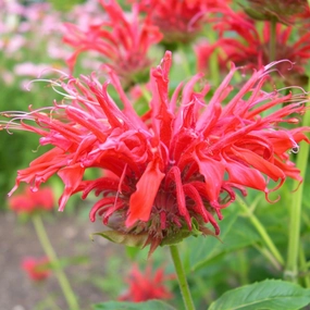 Fire Marshall Bee Balm | Monarda didyma traditional flower vase  