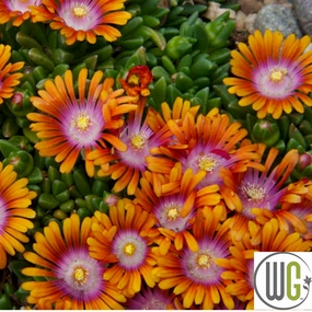 Fire Spinner' Hardy Ice Plant | Delosperma traditional flower vase  