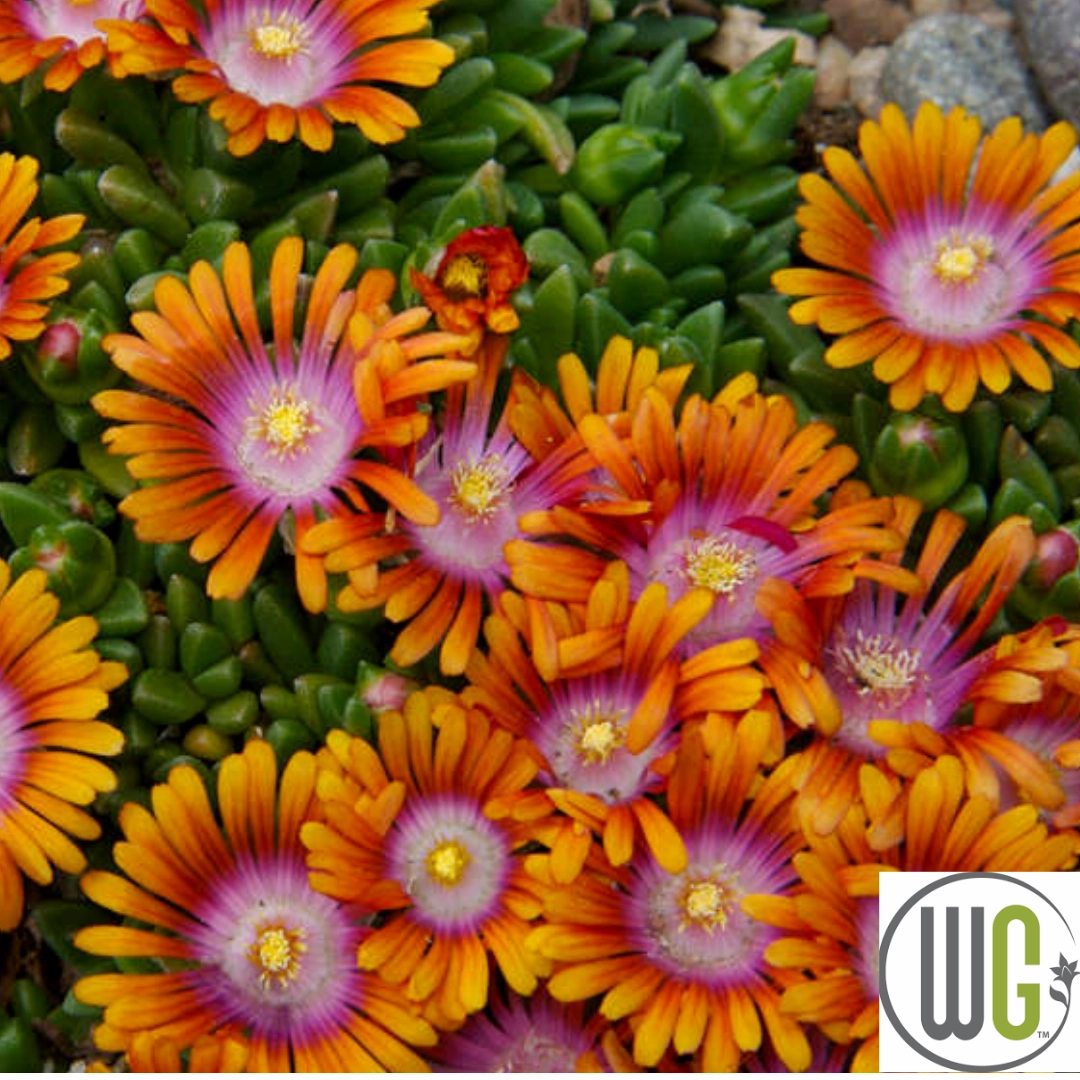 Fire Spinner' Hardy Ice Plant | Delosperma traditional flower vase  