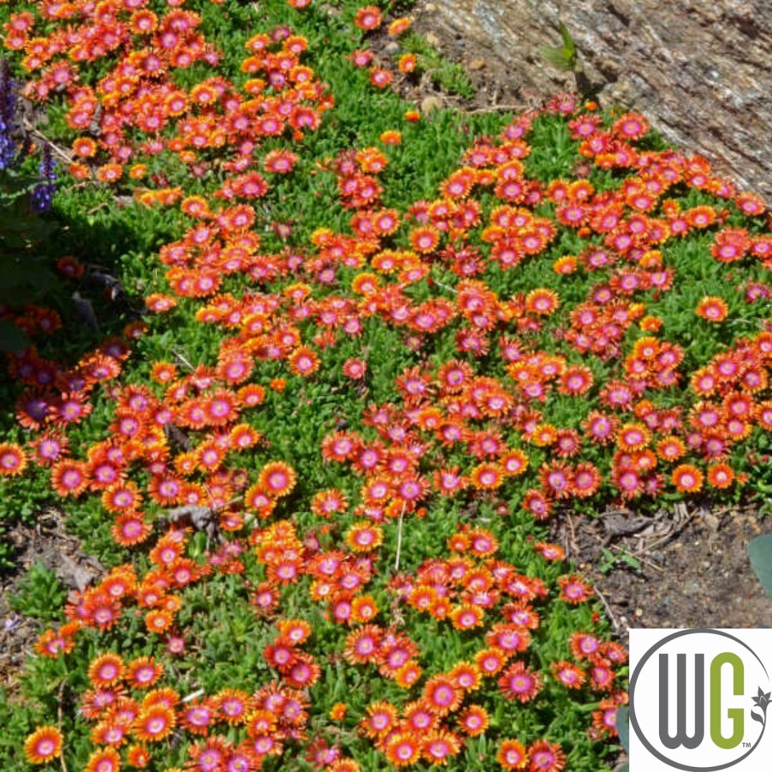 Fire Spinner' Hardy Ice Plant | Delosperma