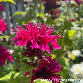 Fireball Bee Balm | Monarda didyma traditional flower vase  