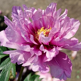 First Arrival Itoh Peony | Paeonia traditional flower vase  
