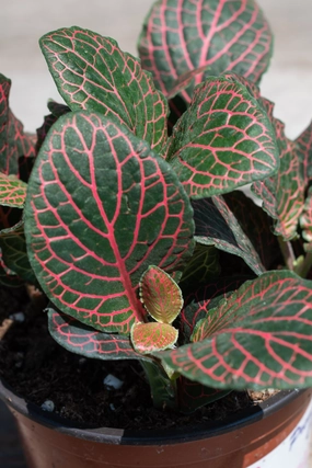 Fittonia albivenis red 4" medium flower pot  