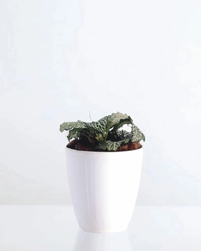Fittonia White Nerve Plant medium flower pot  