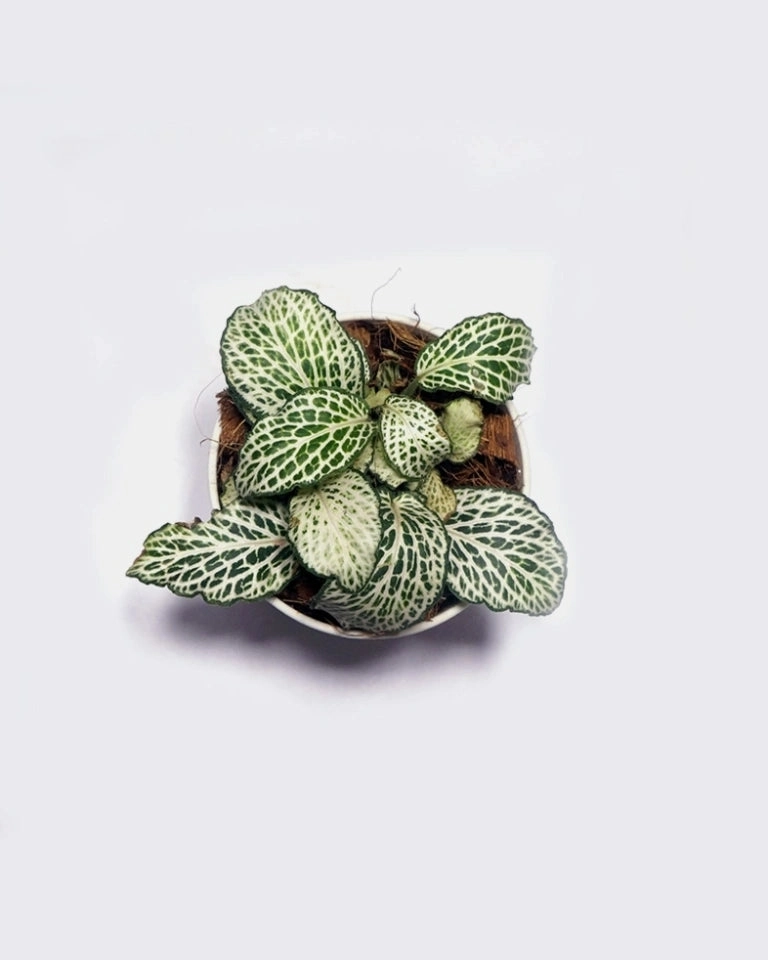 Fittonia White Nerve Plant
