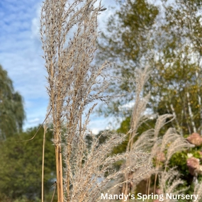 Flame Grass | Miscanthus Sinensis 'Purpurascens' traditional flower vase  