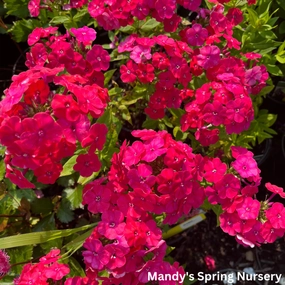 Flame Pro Cerise Garden Phlox | Phlox paniculata traditional flower vase  