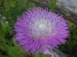Flower, American Basketflower Seeds floating plant shelf  