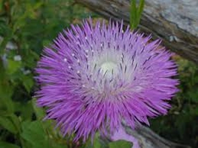 Flower, American Basketflower Seeds small flower pot  