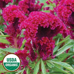 Flower, Amish Cockscomb Organic Seeds small flower pot  