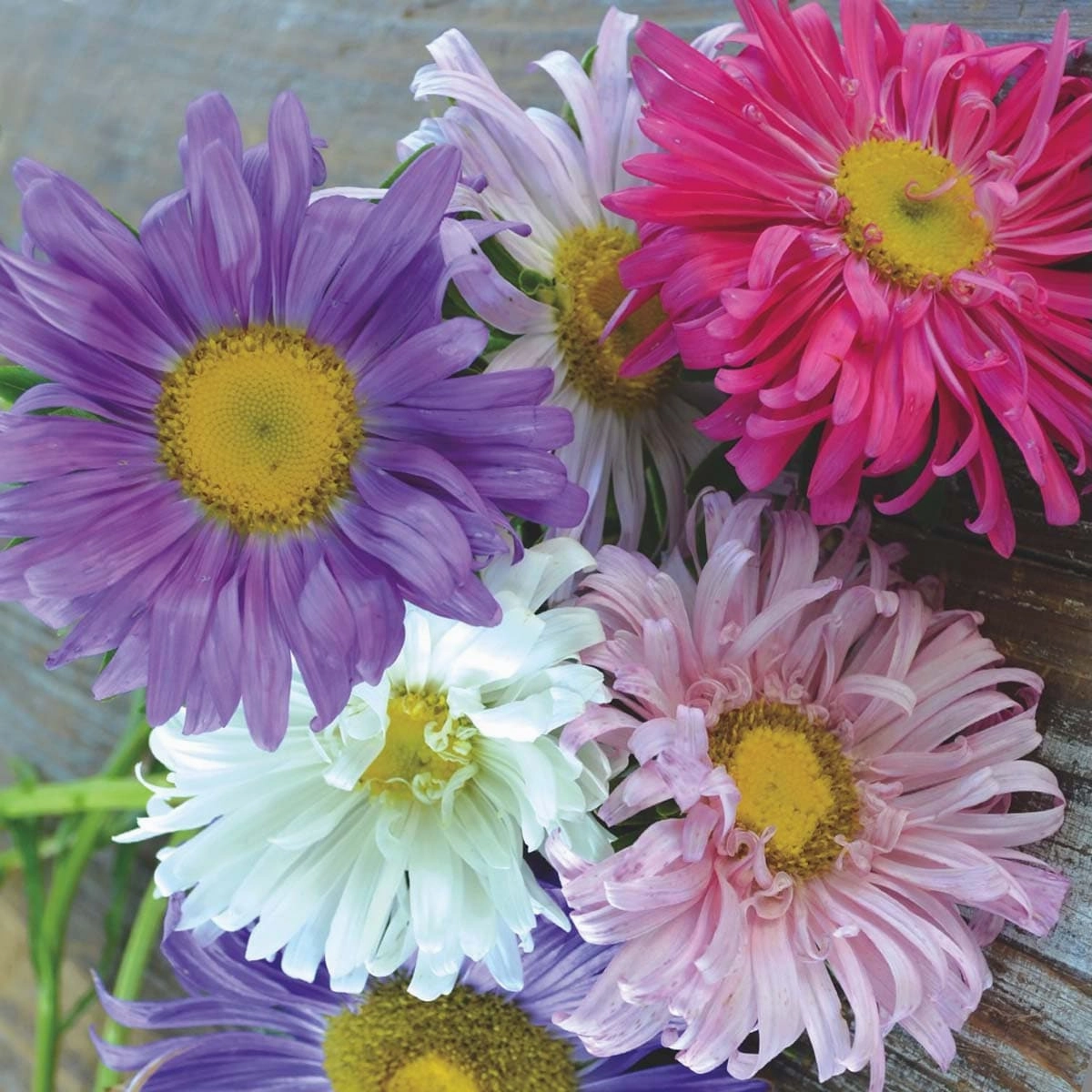 Flower, Aster Crego Mix Seeds floating plant shelf  