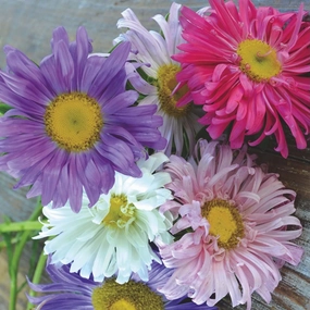 Flower, Aster Crego Mix Seeds small flower pot  