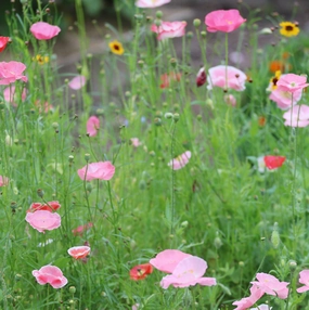 Flower, Bee Feed Mixed Seeds small flower pot  