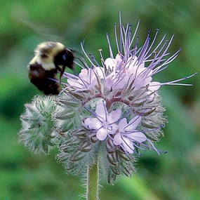 Flower, Bees Friend Seeds small flower pot  