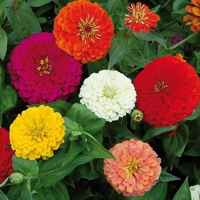 Flower, Benarys Giant Zinnia Seeds small flower pot  