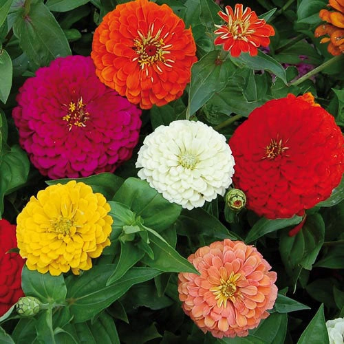 Flower, Benarys Giant Zinnia Seeds small flower pot  
