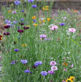 Flower, Bird and Butterfly Mixed Seeds small flower pot  