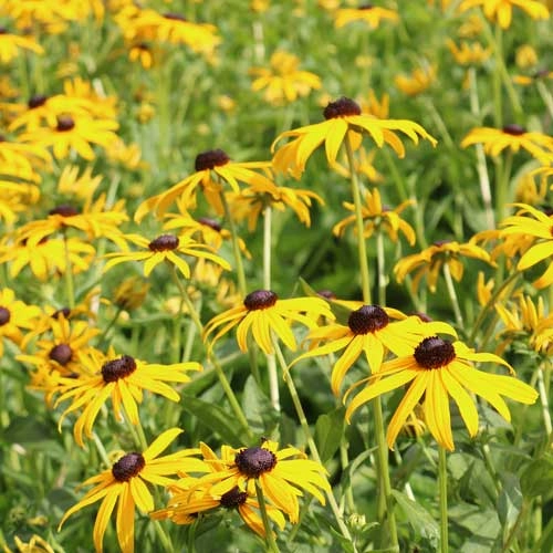 Flower, Black-Eyed Susan Prairie Seeds floating plant shelf  