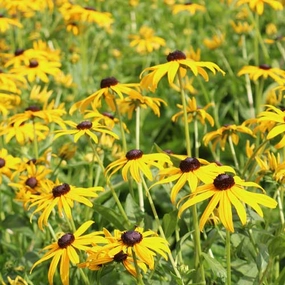 Flower, Black-Eyed Susan Prairie Seeds floating plant shelf  