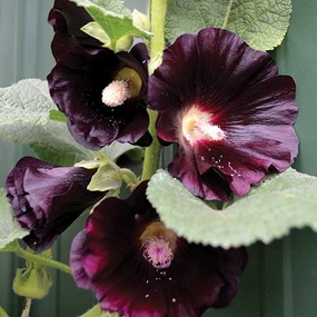 Flower, Black Hollyhock Seeds small flower pot  