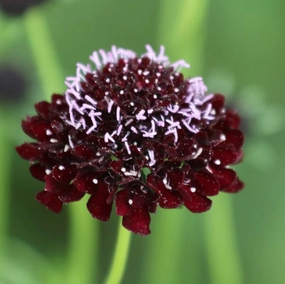Flower, Black Knight Pincushion Seeds floating plant shelf  