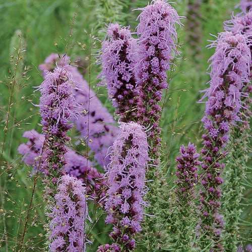 Flower, Blazingstar Prairie Seeds small flower pot  