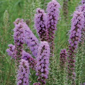 Flower, Blazingstar Prairie Seeds floating plant shelf  