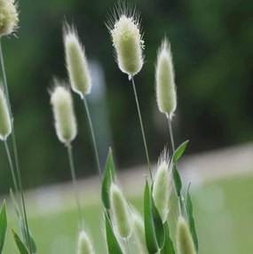 Flower, Bunny Tails floating plant shelf  