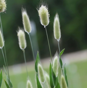 Flower, Bunny Tails small flower pot  