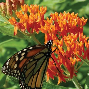 Flower, Butterflyweed Prairie Seeds small flower pot  
