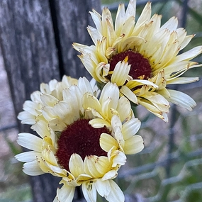 Flower, Calendula Ivory Princess small flower pot  