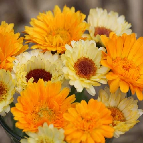Flower, Calendula Mixture Mixed Seeds floating plant shelf  