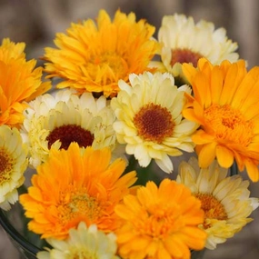 Flower, Calendula Mixture Mixed Seeds floating plant shelf  