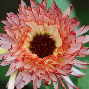Flower, Calendula Touch of Red Buff Seeds small flower pot  