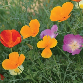 Flower, California Poppy Mixture Mixed Seeds small flower pot  