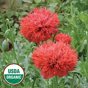 Flower, Chima Family Heirloom Poppy Seeds small flower pot  