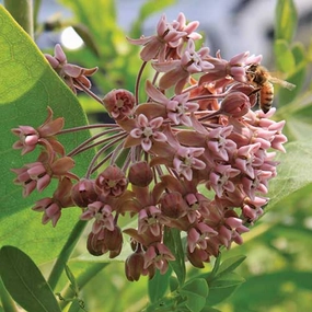 Flower, Common Milkweed Prairie Seeds floating plant shelf  