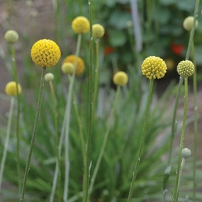 Flower, Drumstick Seeds small flower pot  