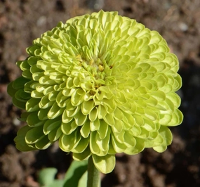 Flower, Envy Zinnia Seeds small flower pot  