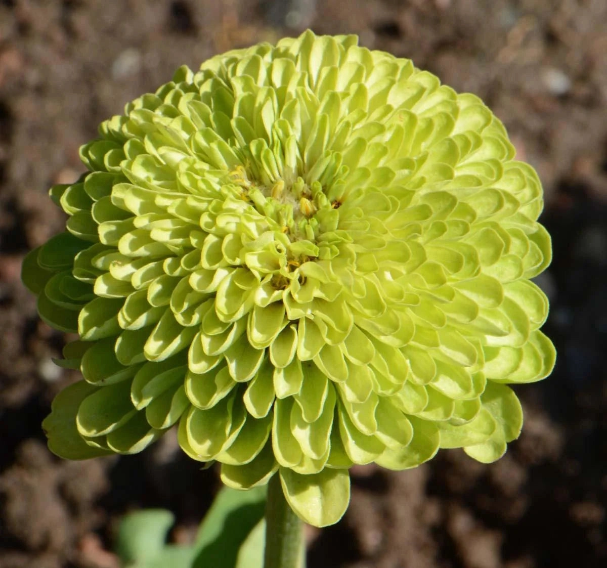 Flower, Envy Zinnia Seeds small flower pot  