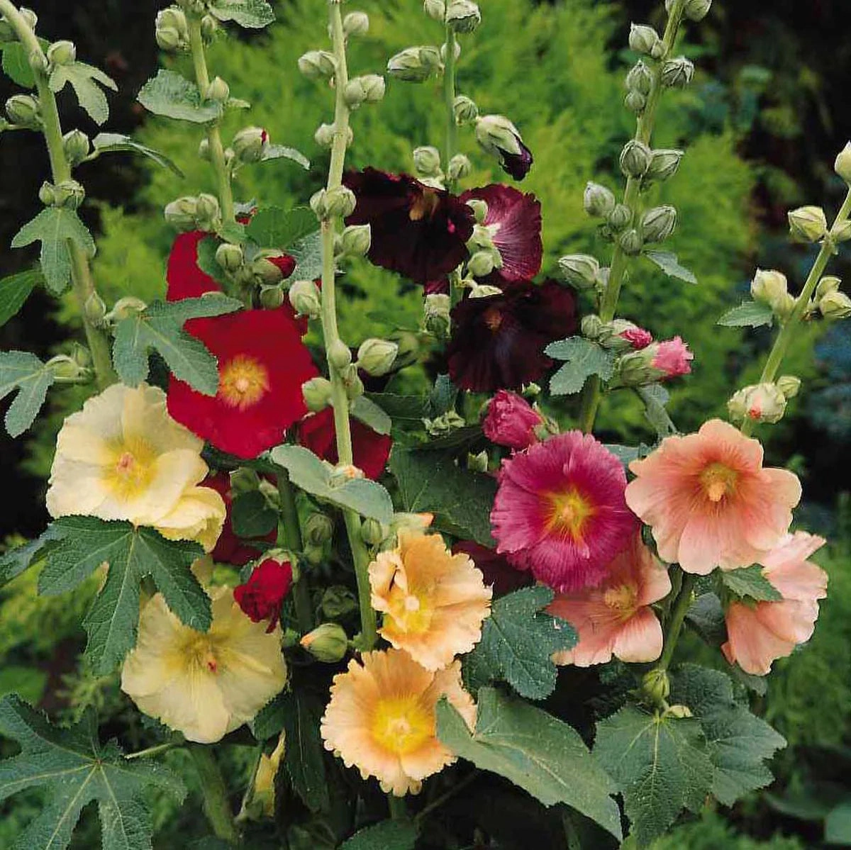 Flower, Fig Hollyhock Seeds small flower pot  