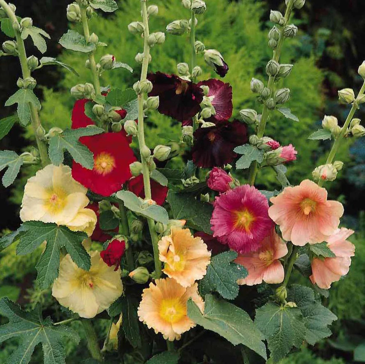Flower, Fig Hollyhock Seeds floating plant shelf  