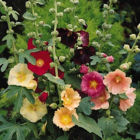 Flower, Fig Hollyhock Seeds small flower pot  